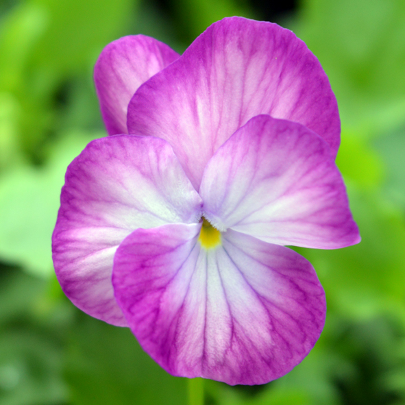 Victorian Viola Rosy Rayne
